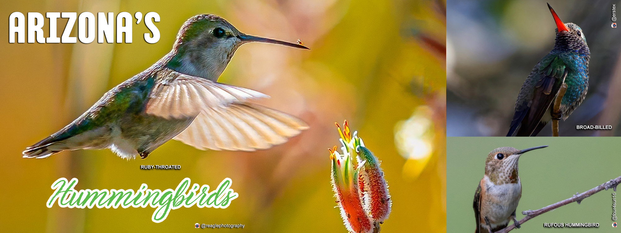 Arizona Hummingbirds Arizona State Parks