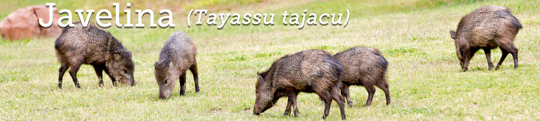 A herd of javelina grazing on the lawn at Tonto Natural Bridge State Park