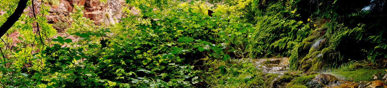 Trees and bushes line the Waterfall Trail at Tonto Natural Bridge State Park