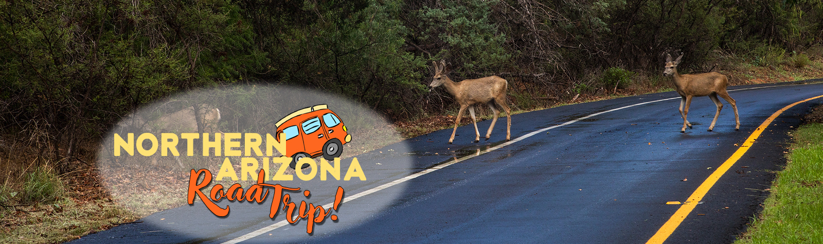 Two deer cross the road at Red Rock State Park on a Northern Arizona Road Trip