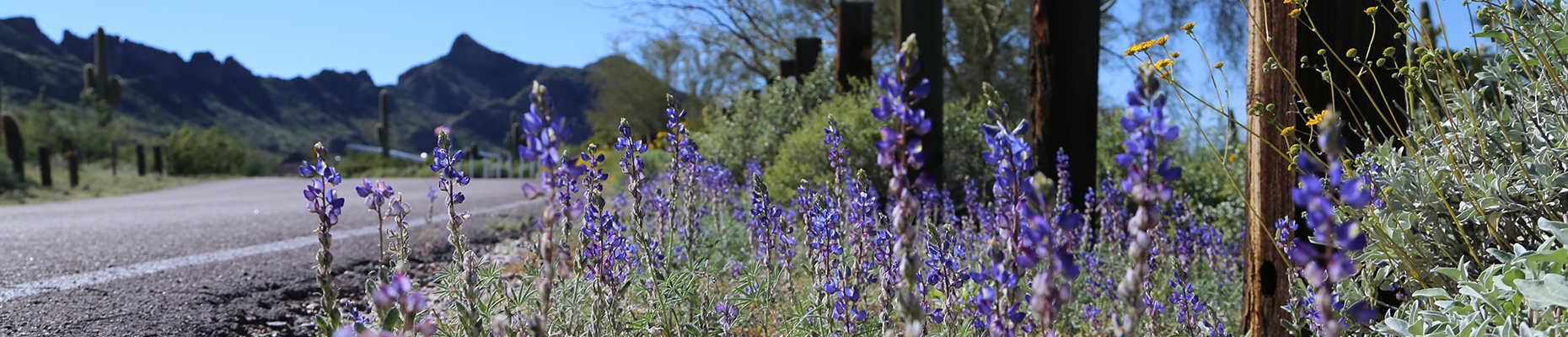 Purple lupines line the road at Picacho Peak State Park