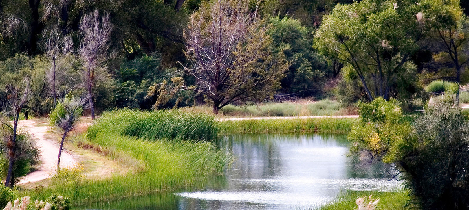 A view of the Verde River with green grasses and trees surrounding it.