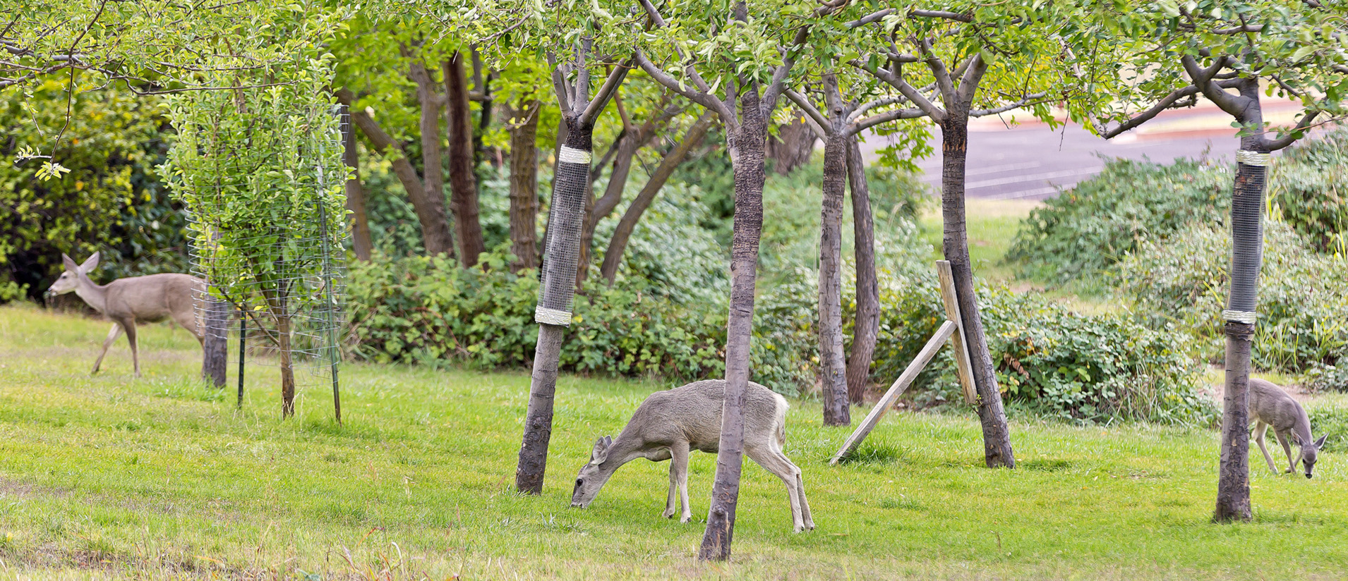 Deer graze on the lawn at Tonto Natural Bridge State Park