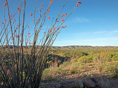 Sonoita Creek State Natural Area | Arizona