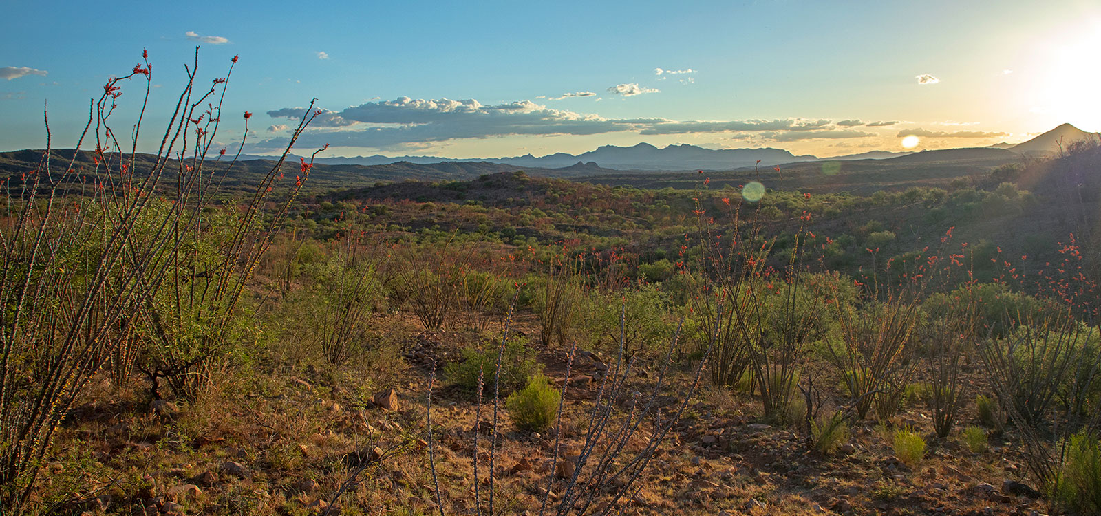 A view of the plant life in the Sonoita Creek Natural Area