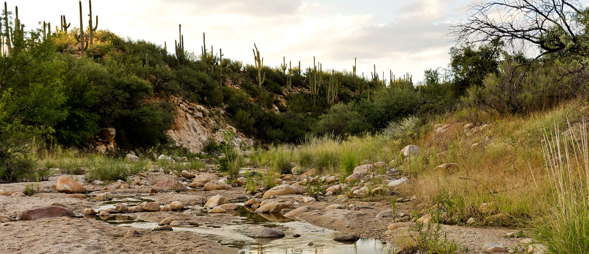 Water flows through a stream with saguaros studding the hillside at Catalina State Park