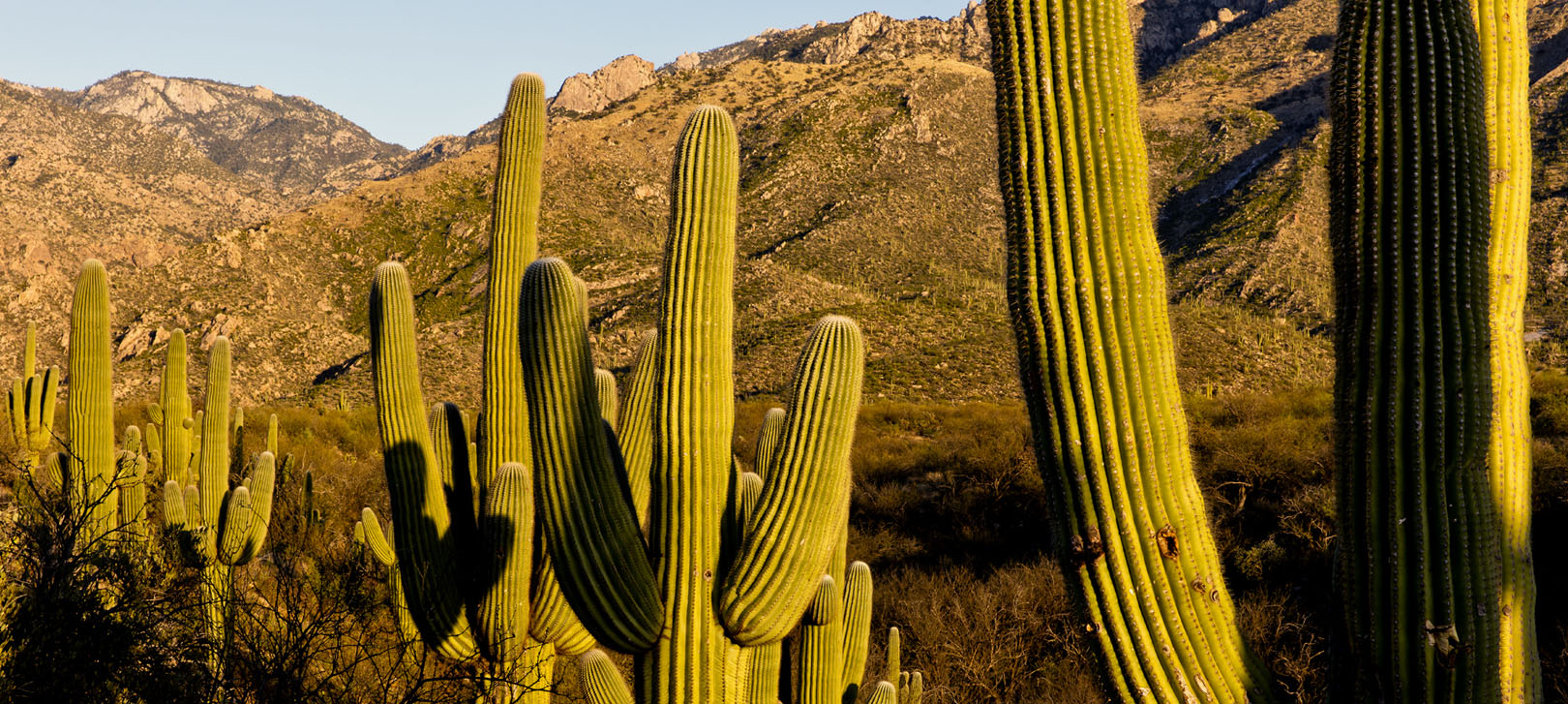 Close up saguaros tower in Catalina State Park