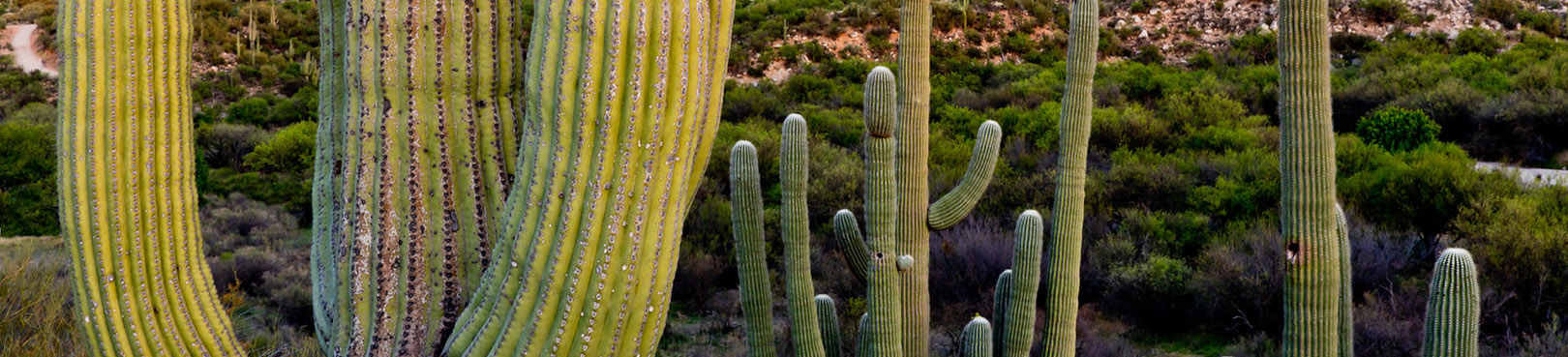 Numerous saguaros as seen from a trail at Catalina State Park in the foreground with thick, green desert brush in the distance..