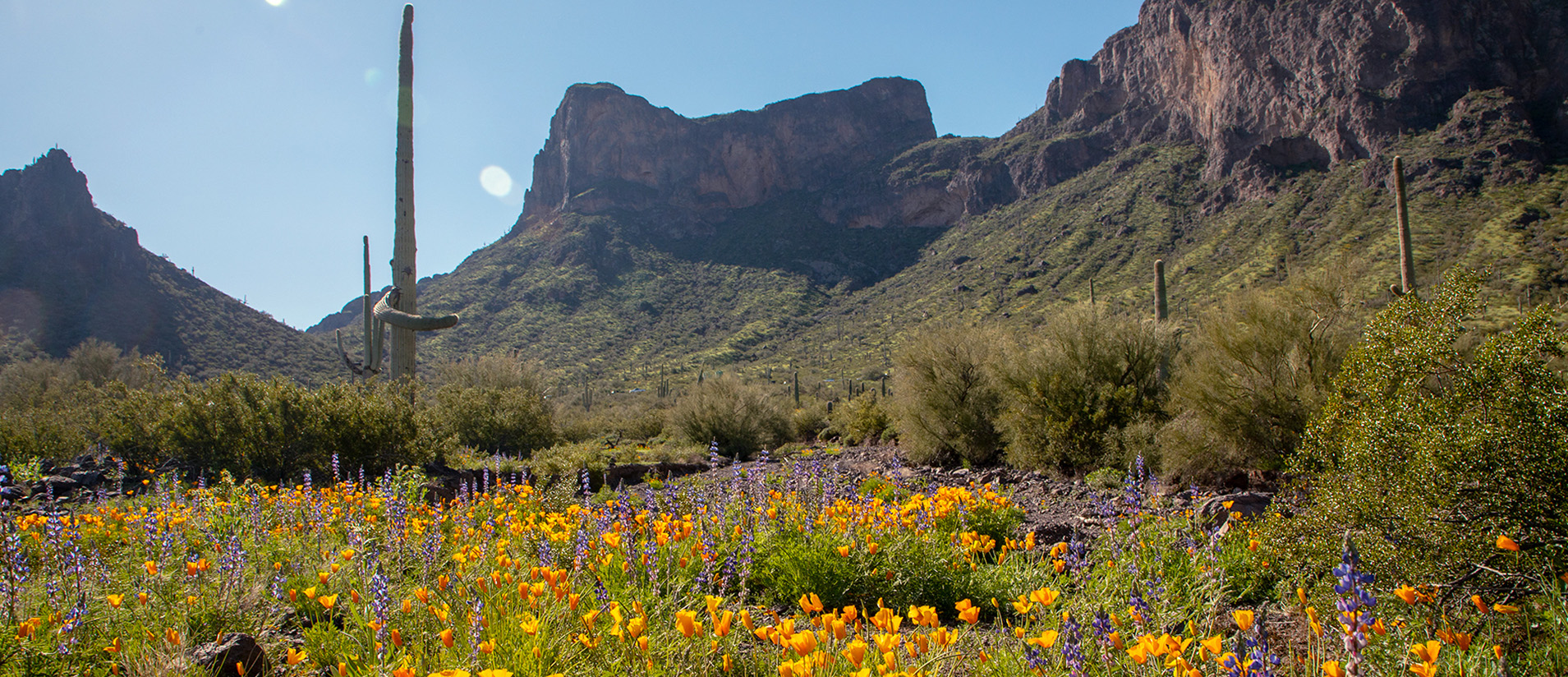 Picacho Peak in the distance, with a blanket of golden wildflowers and a saguaro in the foreground