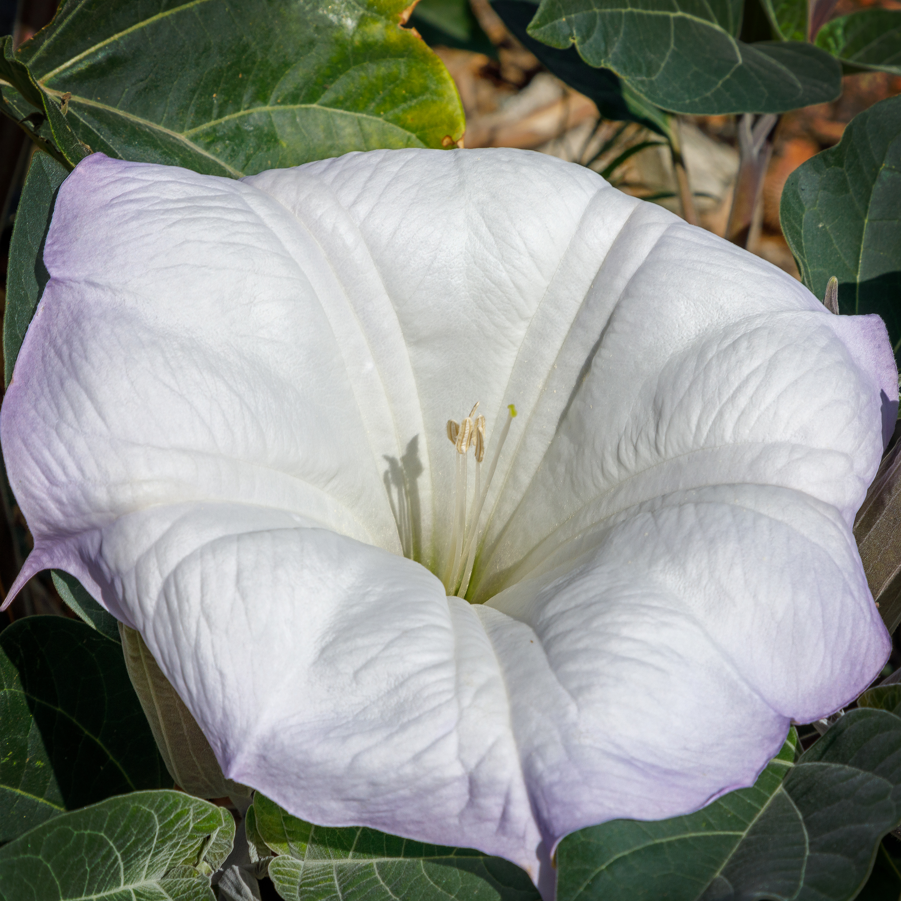 The white tubular flower of Sacred datura
