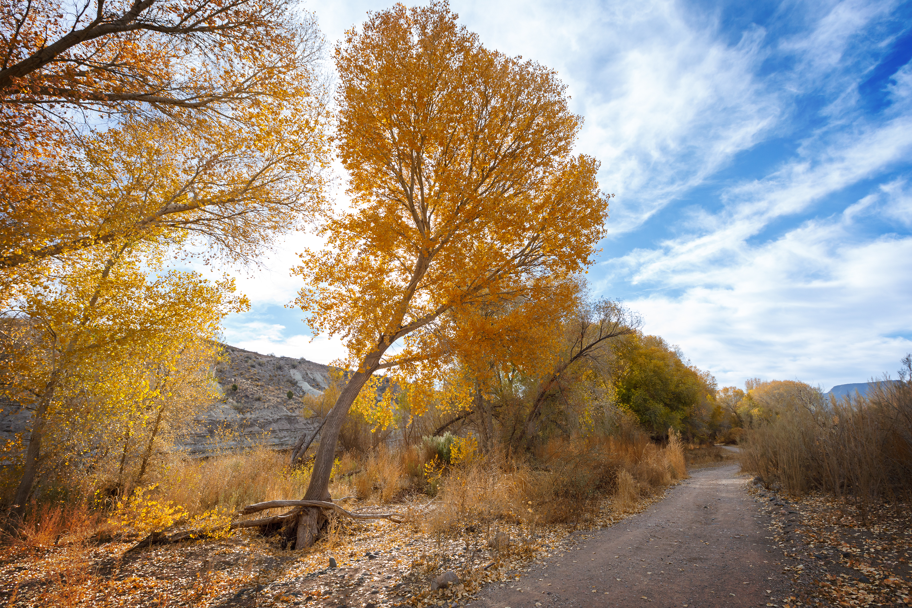The trail winds along bright yellow cottonwood trees under a crisp, blue sky.