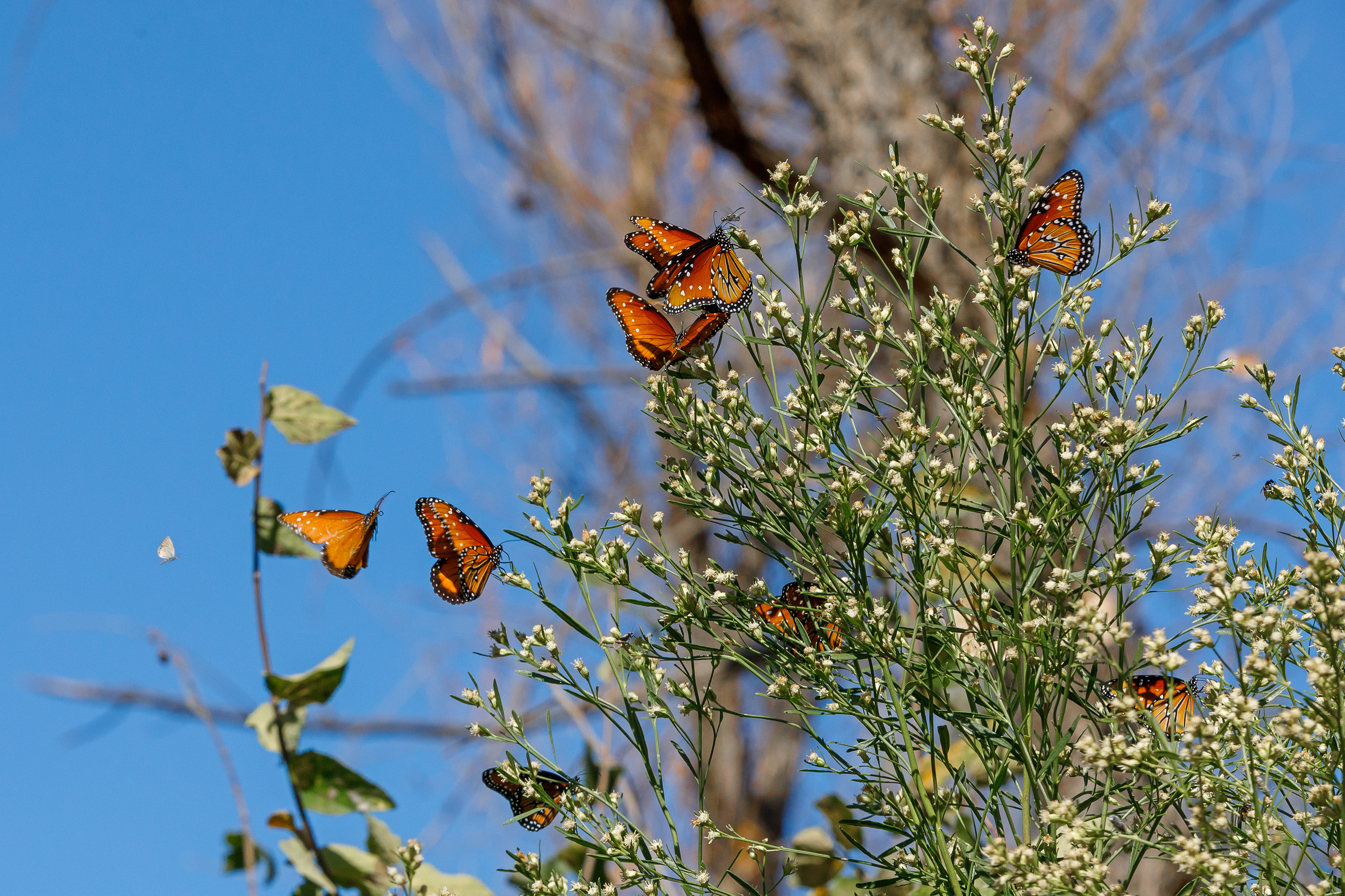 Monarch butterflies perched on a flowering bush under a clear blue sky.