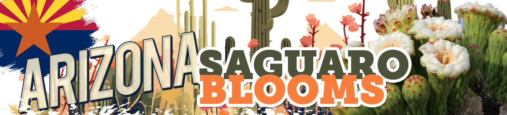 An Arizona flag and the text "Arizona Saguaro Blooms" over an image of saguaro cactus flowers.