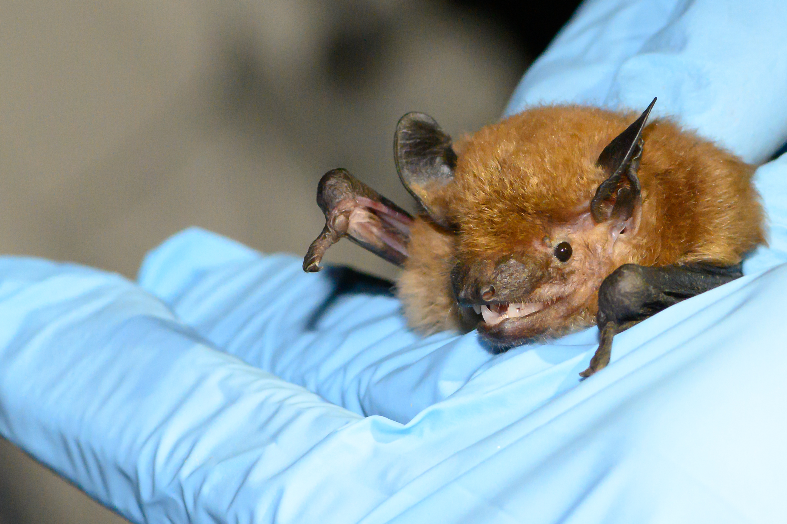 A cave myotis bat held in a blue-gloved hand during a bat netting event at Kartchner Caverns State Park