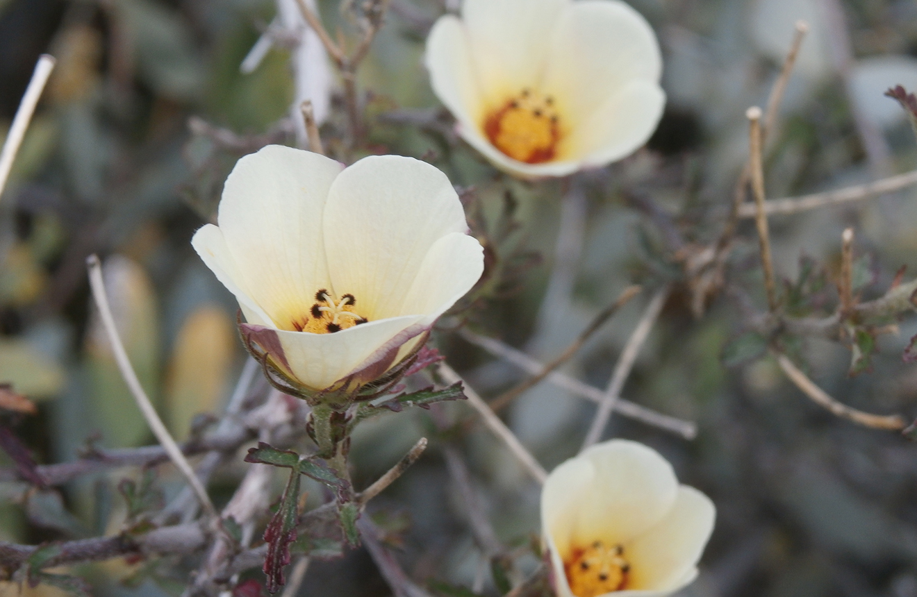 Arizona Rosemallow Hibiscus biseptus