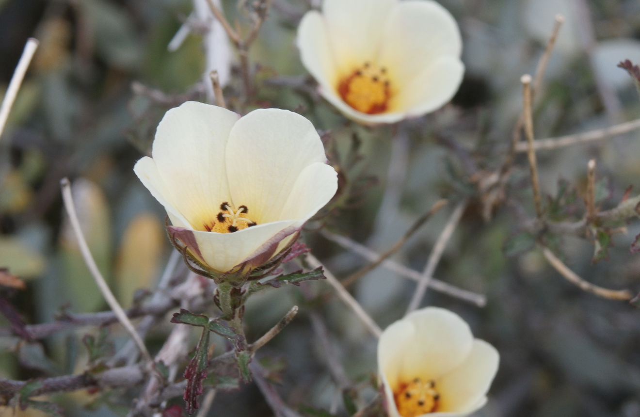 Discover 10 Beautiful Black and White Flowers - A-Z Animals