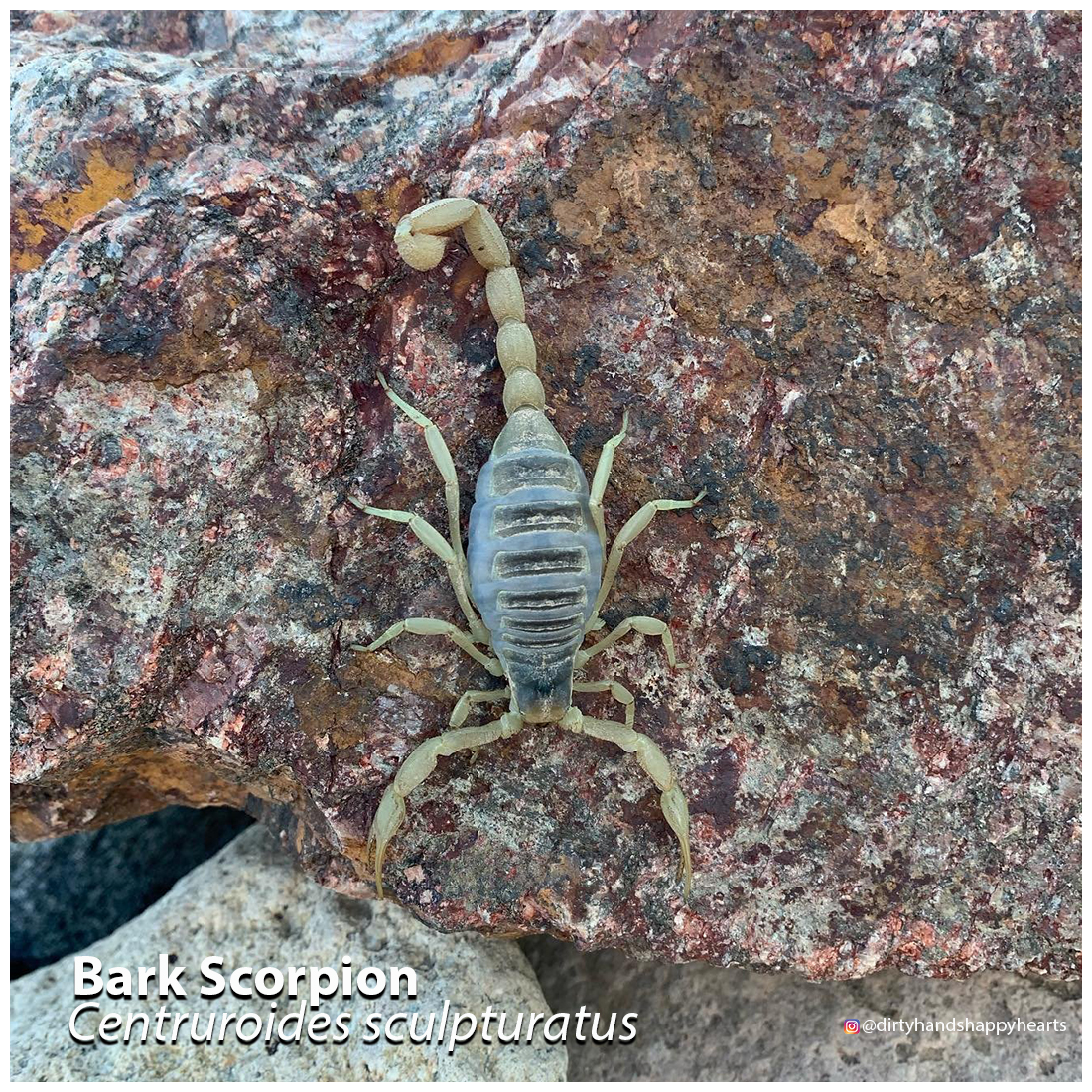 A picture of an Arizona bark scorpion