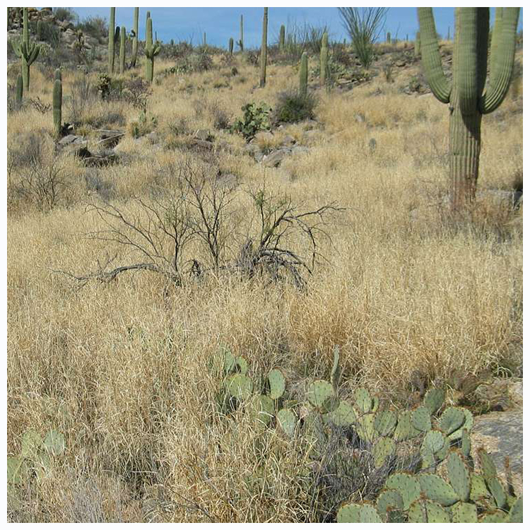 Yellow grass surrounds native desert vegetation like prickly pear and saguaro cacti