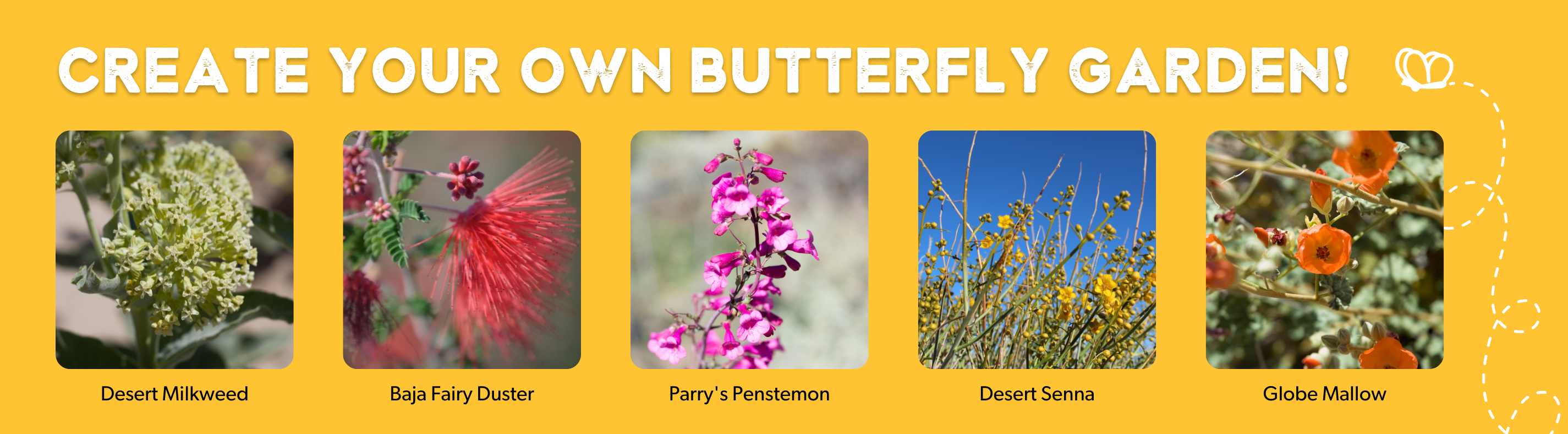 Create your own butterfly garden - shown are photos of butterfly-friendly flowers