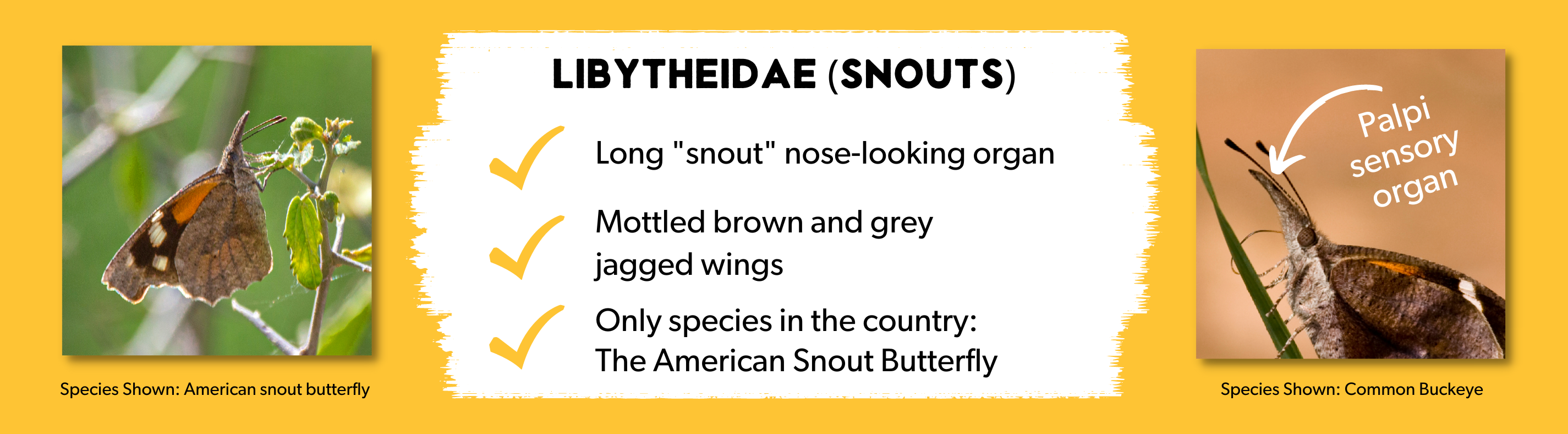 Libytheidae family of butterflies (snouts)