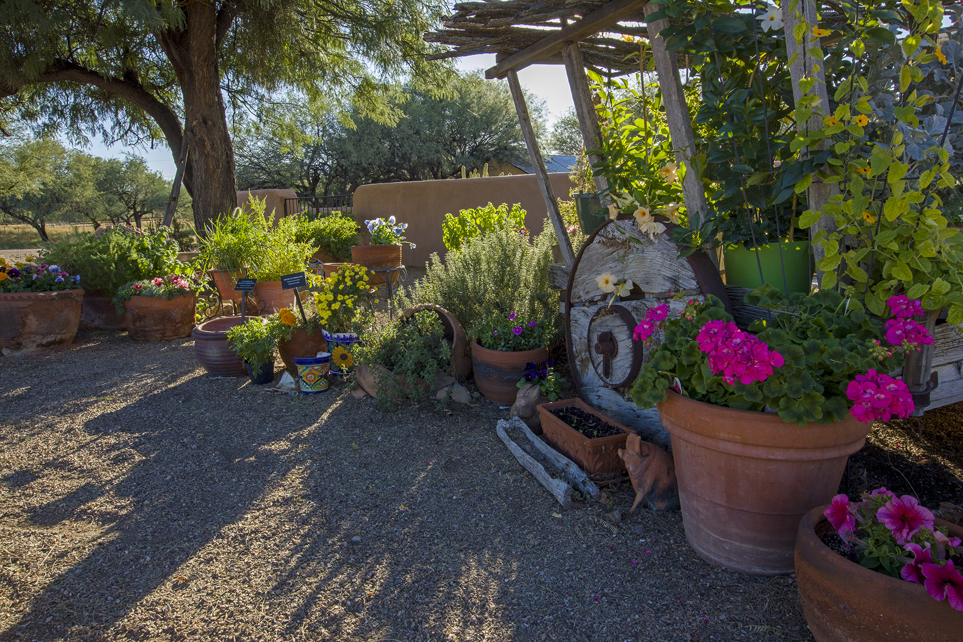 Pollinator-friendly gardens at Tubac Presidio State Historic Park