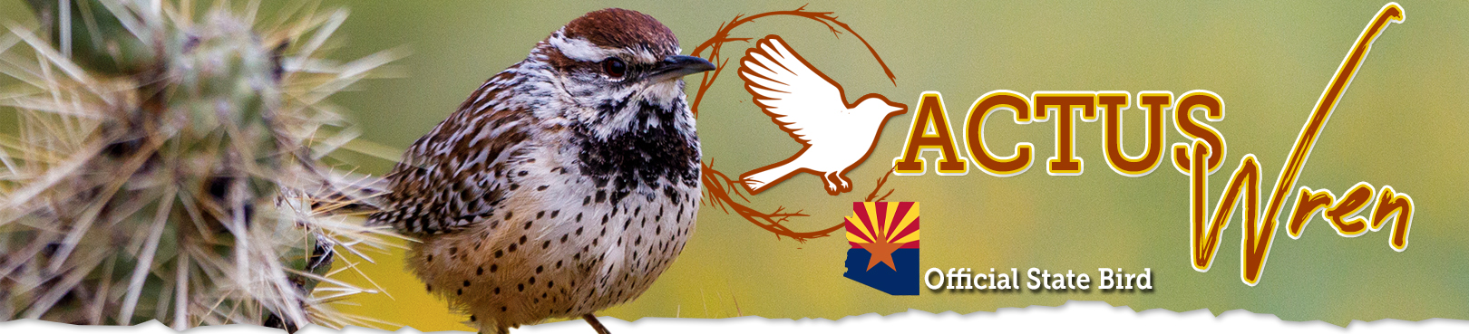 An Arizona cactus wren sits comfortably within the ominous thorns of a cholla cactus.