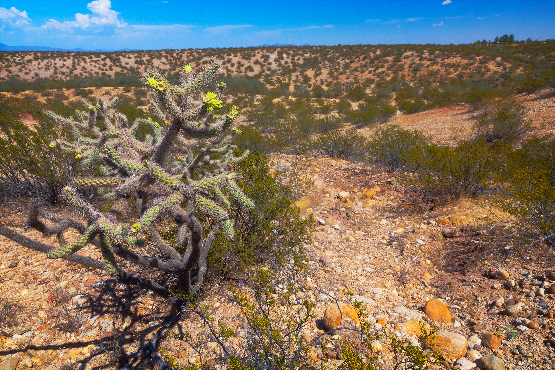 One of the hiking trails leading to the replica Indian Village, with blooming cactus