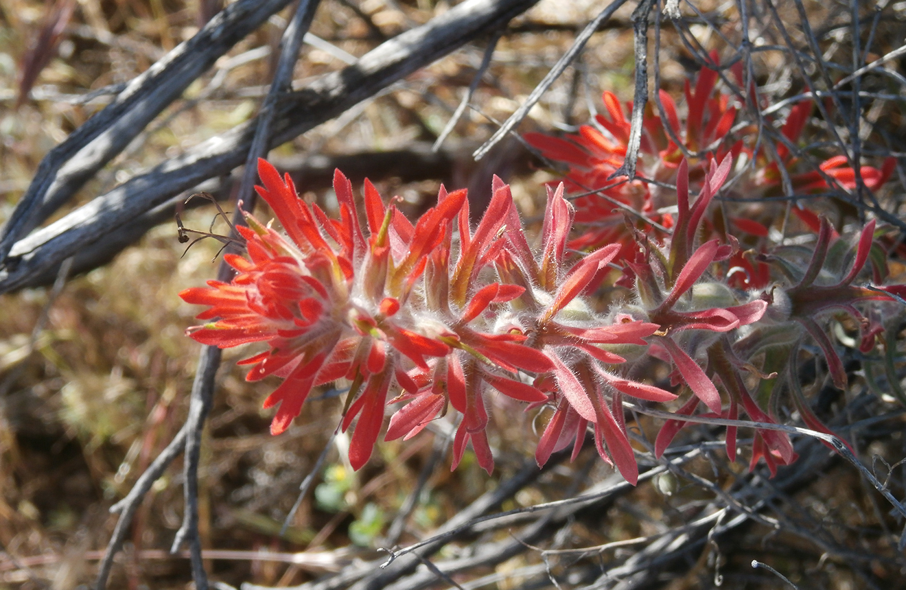 Desert Paintbrush Castilleja integra