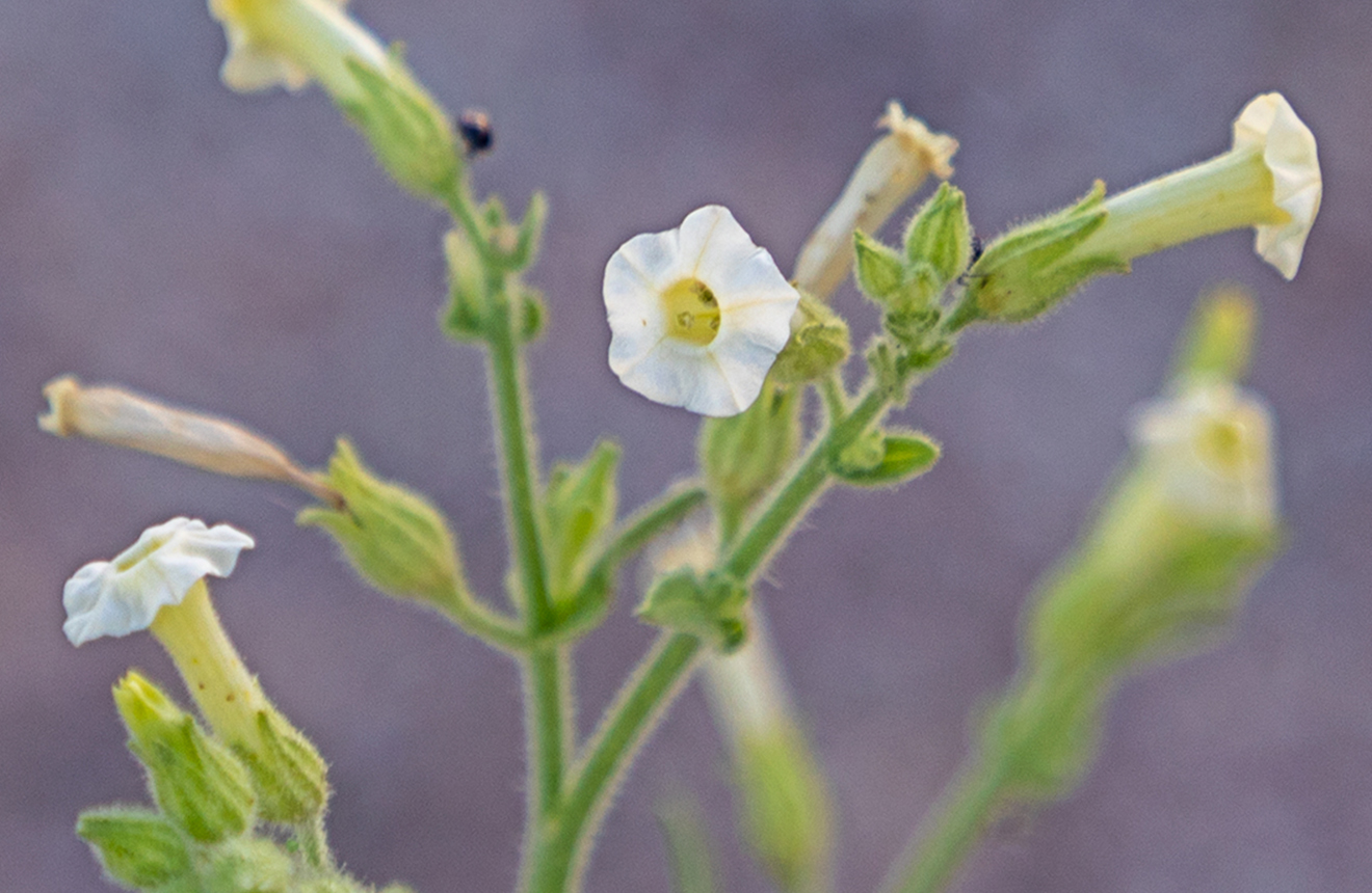 Desert Tobacco Nicotiana obtusifolia