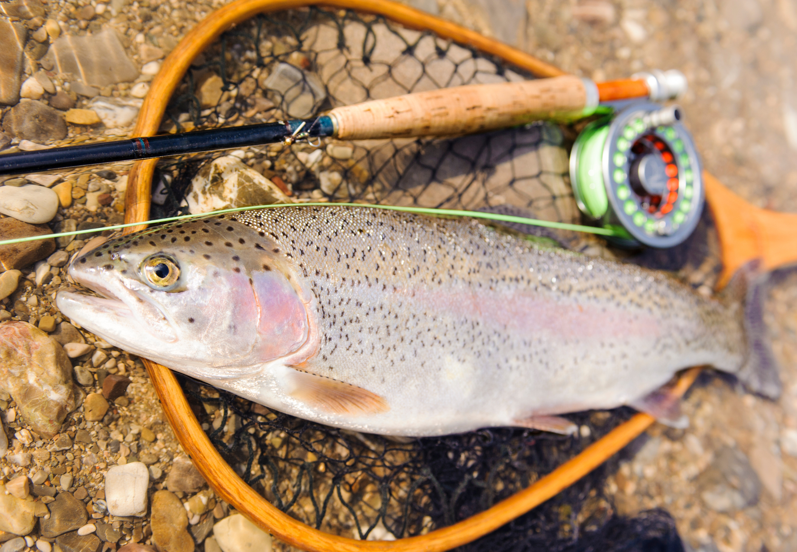 Fly fishing for rainbow trout in Arizona's state park waters