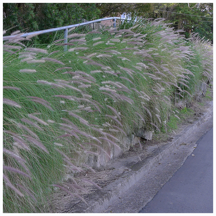 Tall green bunch grass lines a street. Thick feathery brown and purple heads on the grass hold the plants' seeds. 