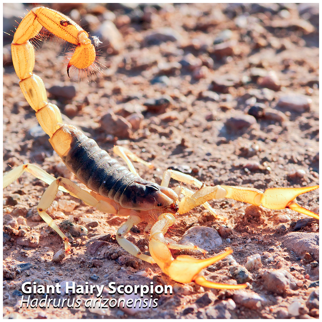 A picture of a gian hairy scorpion