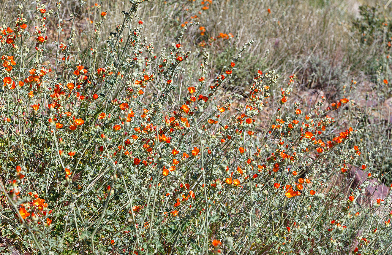 Wildflowers  Arizona State Parks