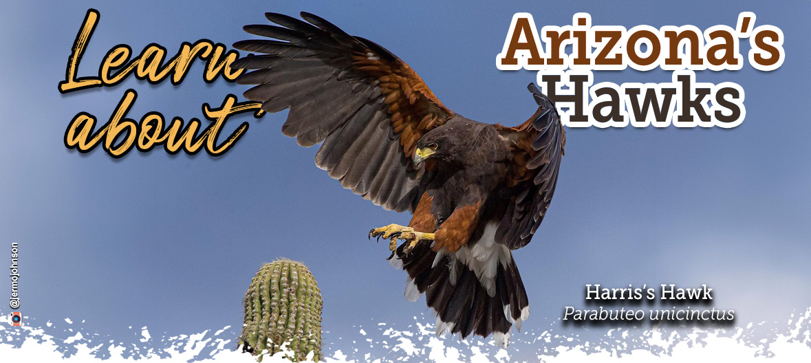 Learn more about Arizona's hawks