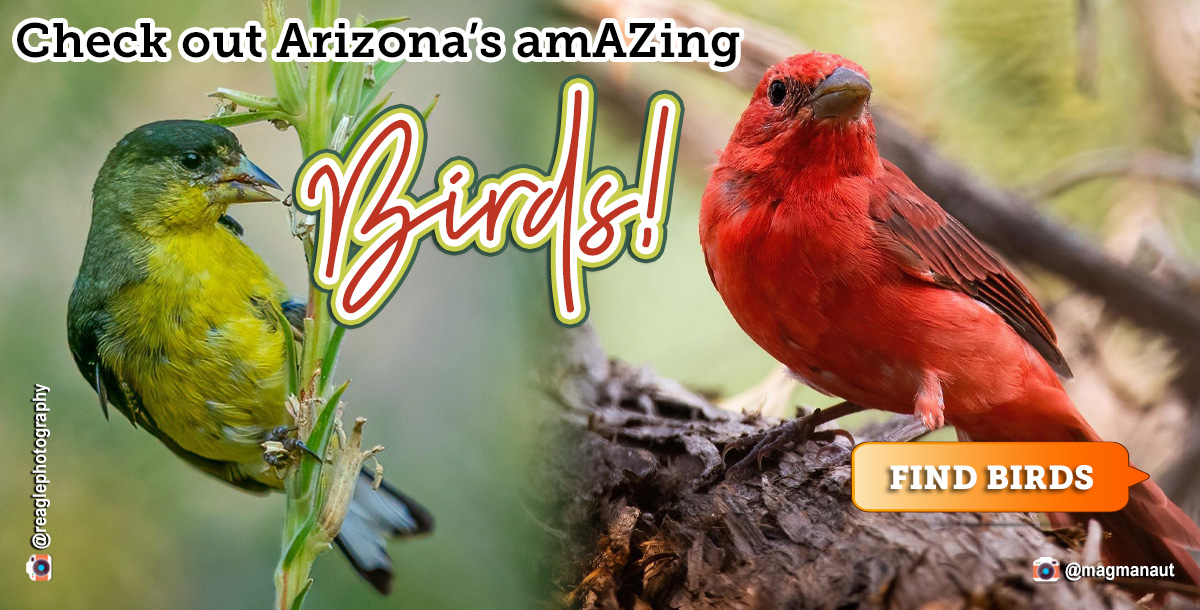 Arizona has amazing birding at many state parks