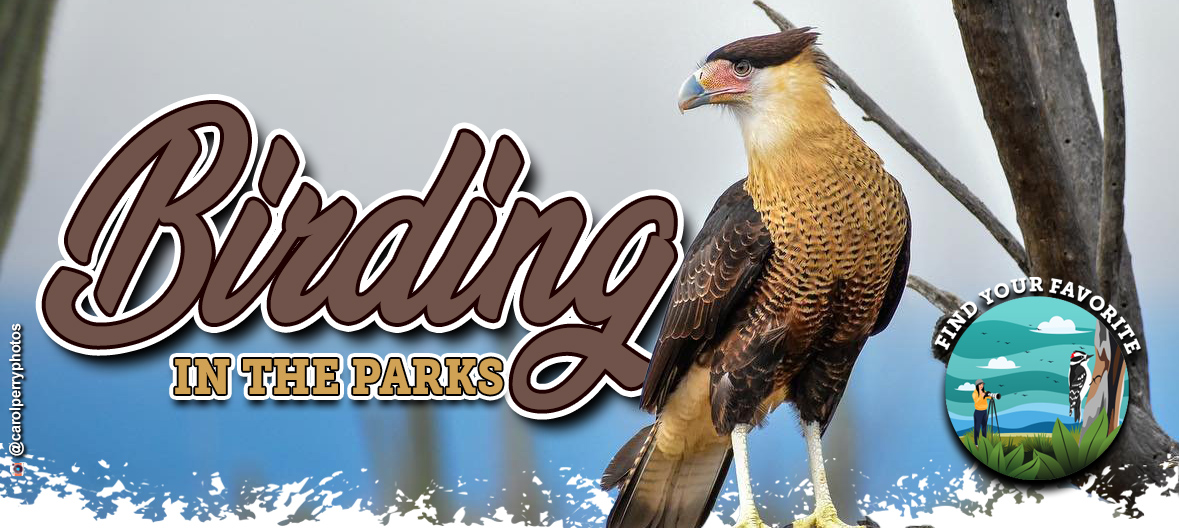 Check out all the great resources to go birding in Arizona's state parks!