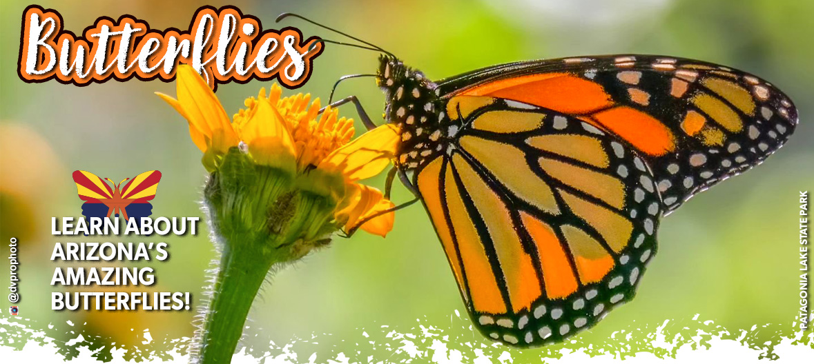 A monarch butterfly on a flower in one of Arizona's state parks