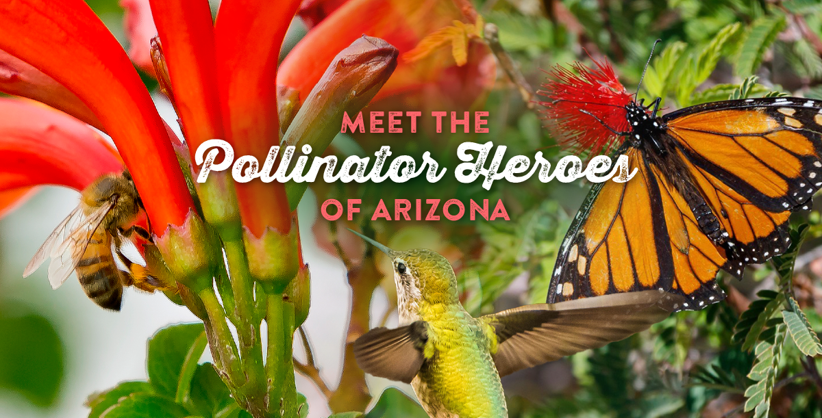 Meet the Pollinator Heroes of Arizona