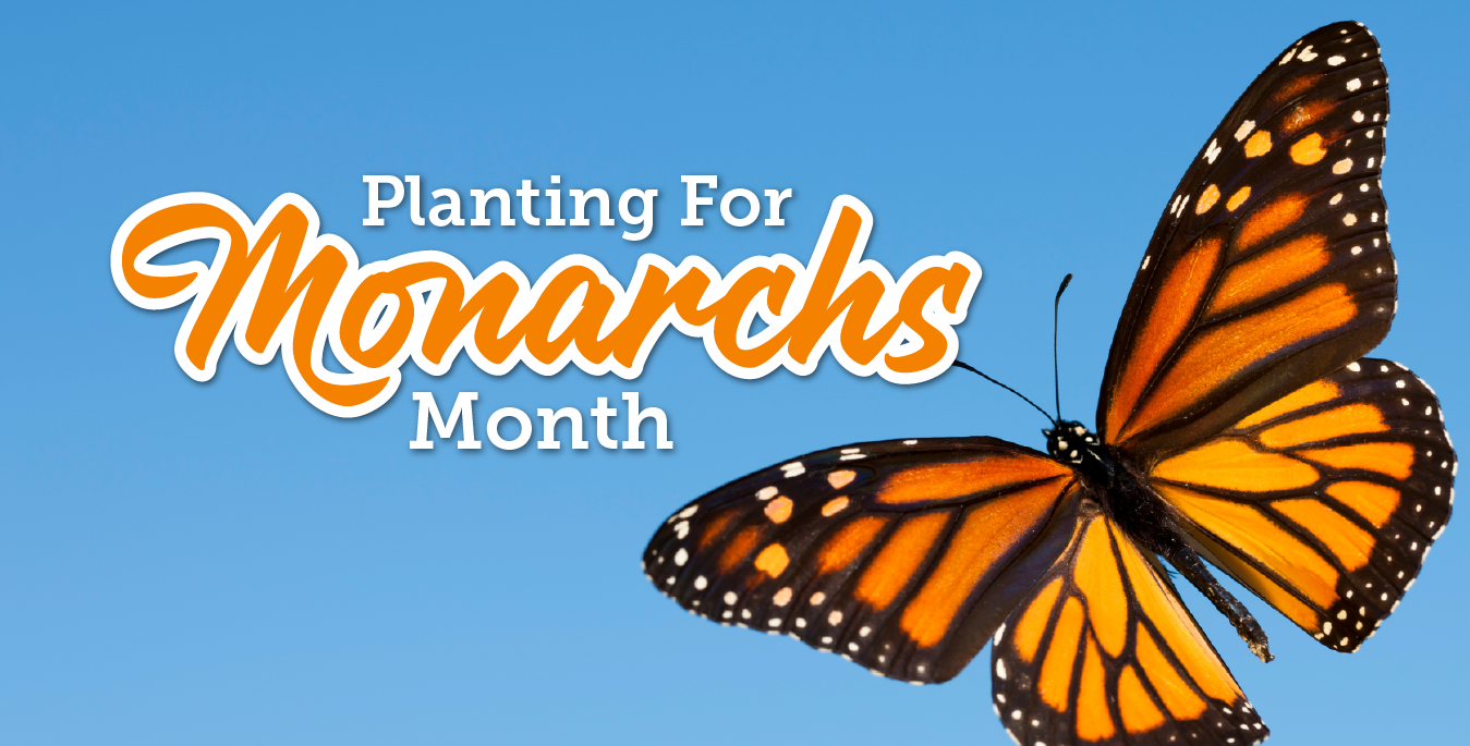 Planting for Monarchs Month