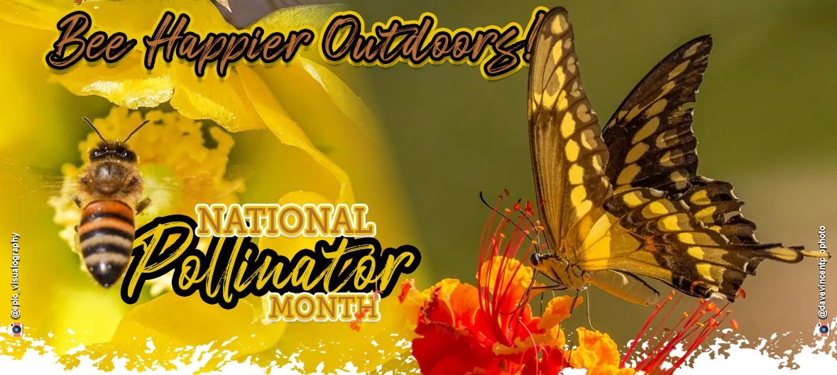Bee Happier Outdoors and celebrate National Pollinators Month
