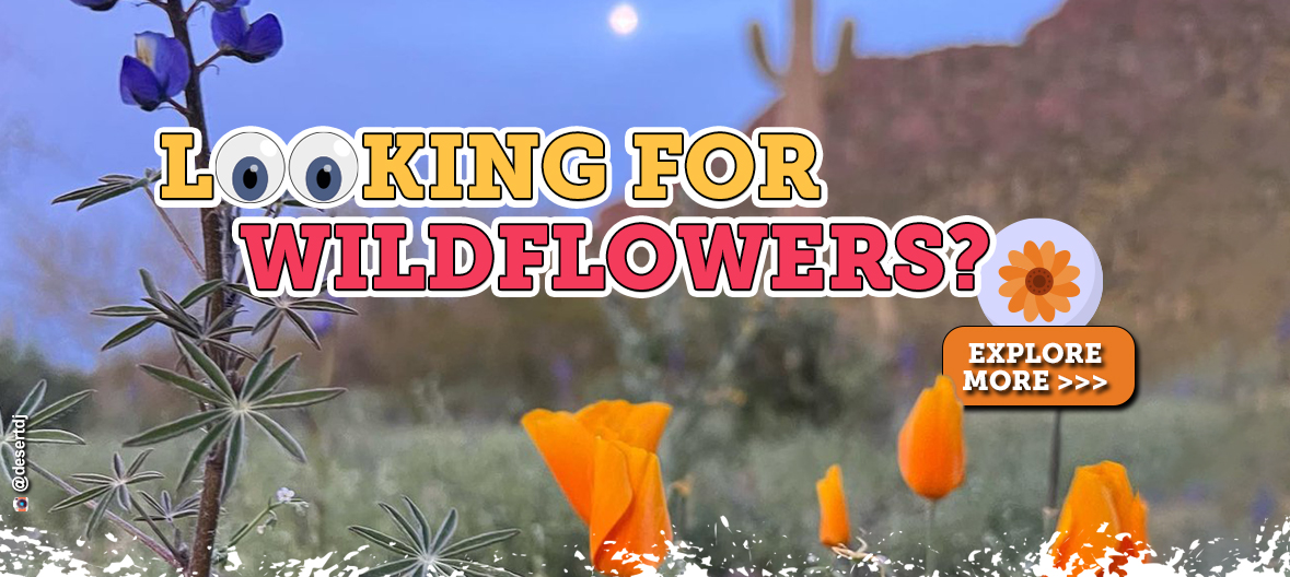 Looking for wildflowers? Explore more!