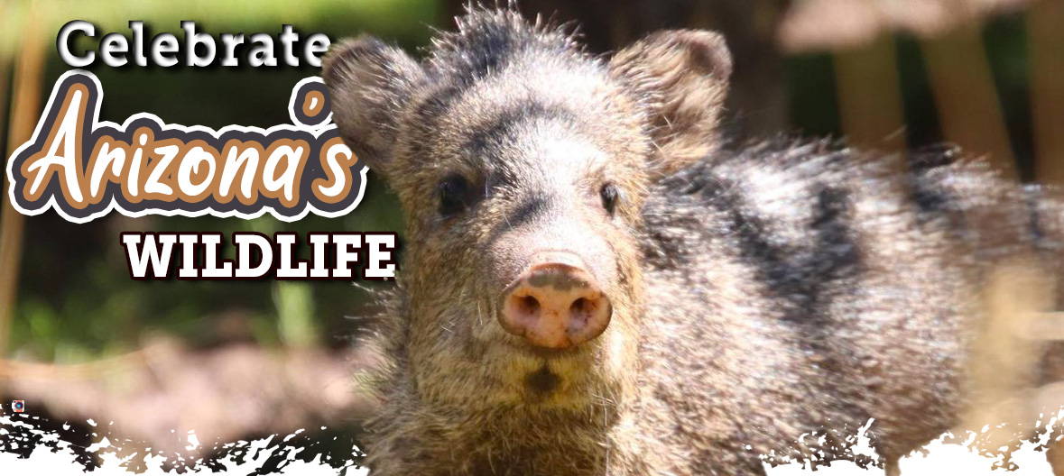 A javelina stares at the camera at Tonto Natural Bridge State Park