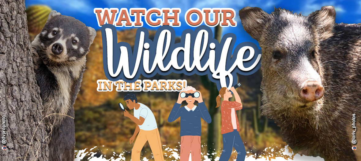 Check out the amazing wildlife at our parks, from coatis to javelina.