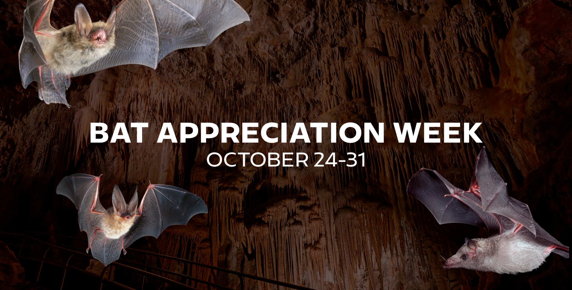 Bat Appreciation Week is October 24-31, 2025