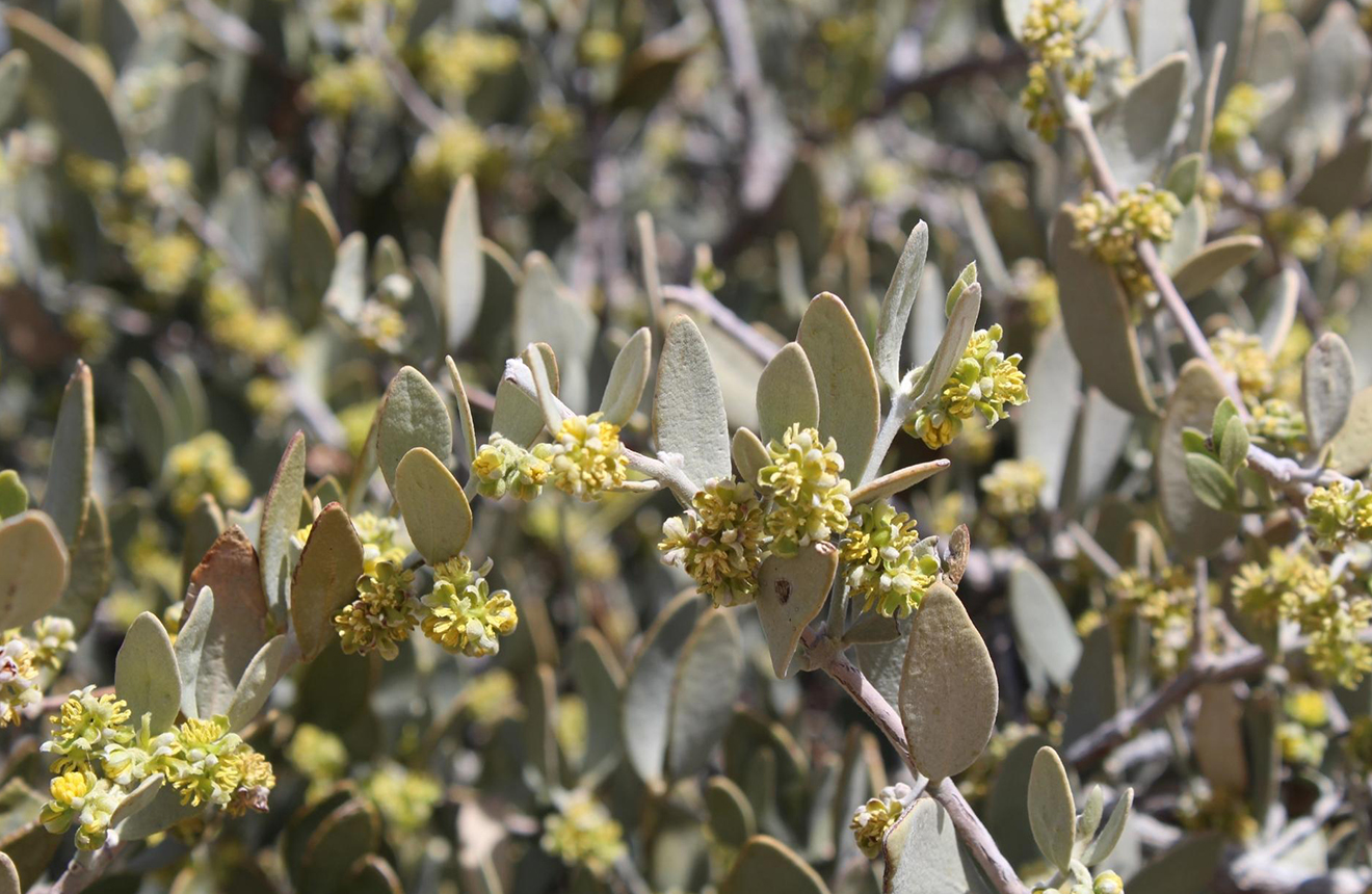 Jojoba Simmondsia chinensis