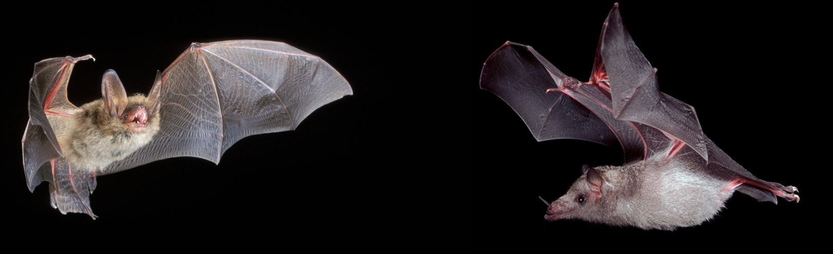 A southwestern myotis bat and a Mexican long-tongued bat