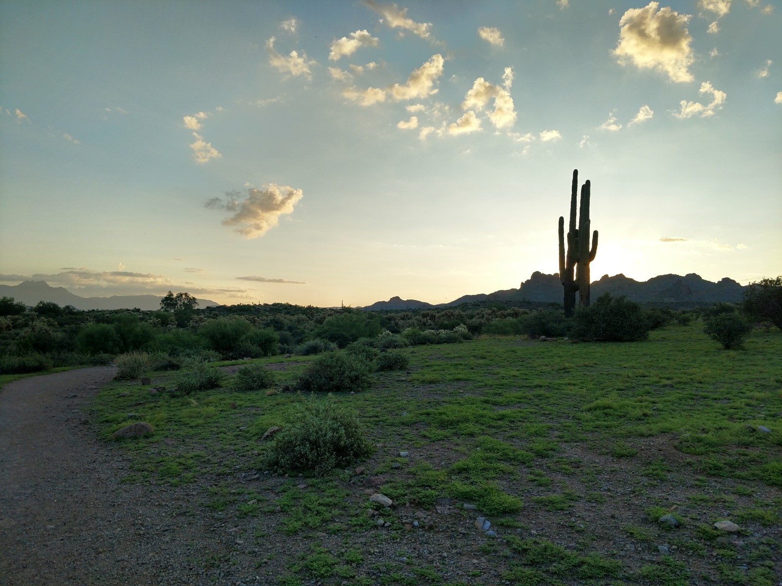 A trail leads west at Lost Dutchman State Park, with saguaros highlighted in the setting sun