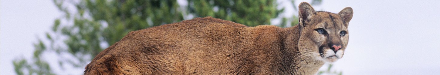 Arizona Mountain Lions | Arizona State Parks