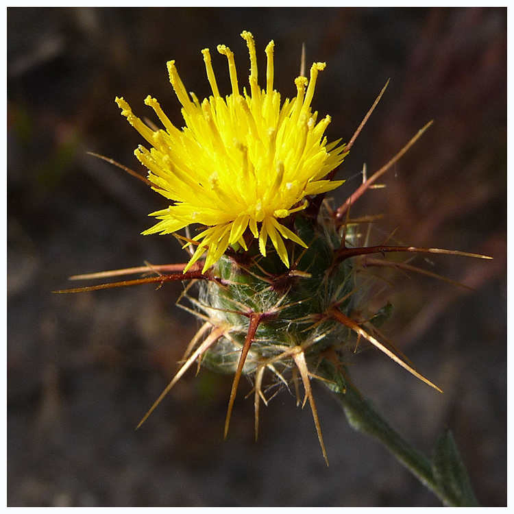 A yellow-colored thistle with tall, leggy stamens. Under the flower is a green base with reddish thistle spines.