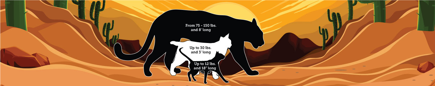 graphic that shows the size difference between mountain lions, bobcats, and a house cat.